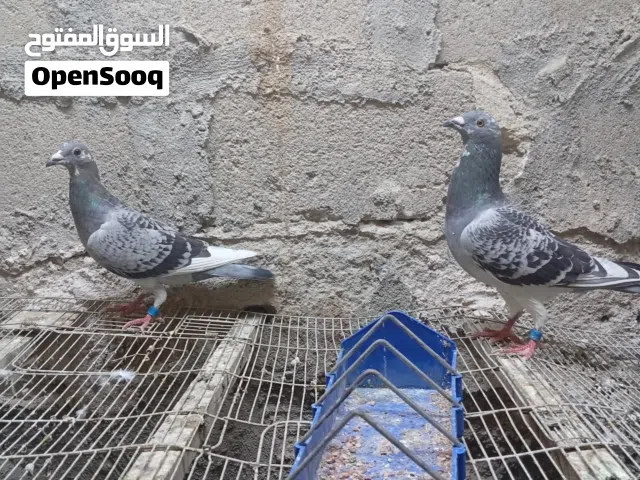 طيور زواجل للبيع تابع الوصف