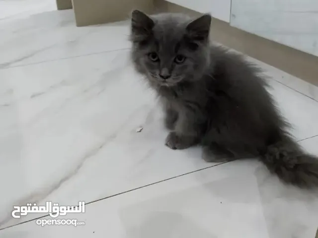قطط كتن للبيع عمرهم شهرين ونص وصحتهم ممتازه ونظيفه متعودين ع اللتر بوكس