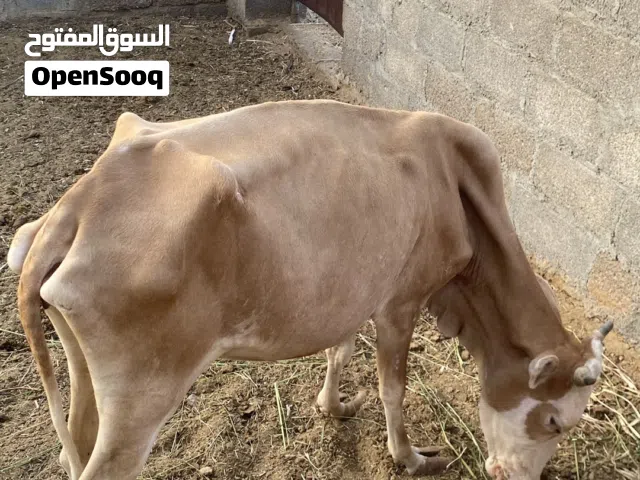 أبقار للبيع