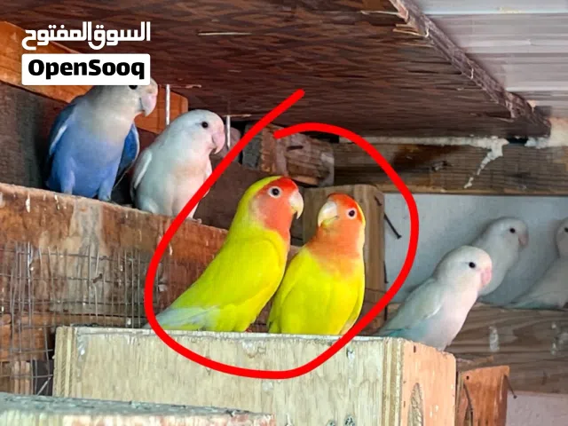 زوج لافبيرد لاتينو رد فيس