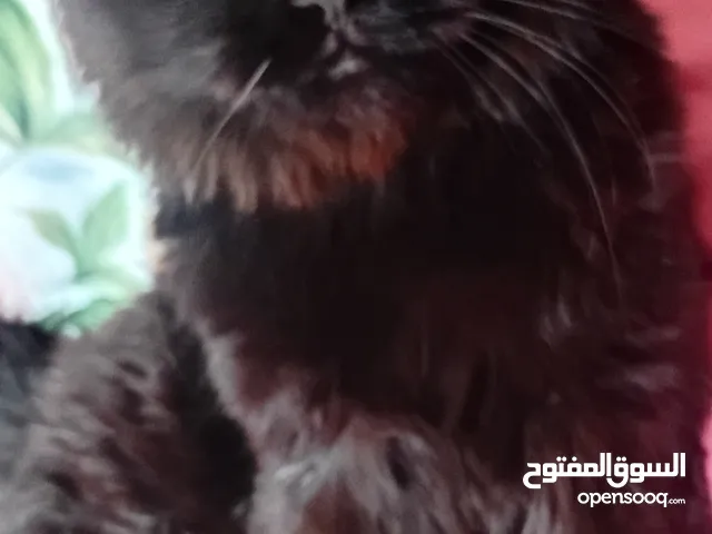 ذكر سكوتش فولد اسود