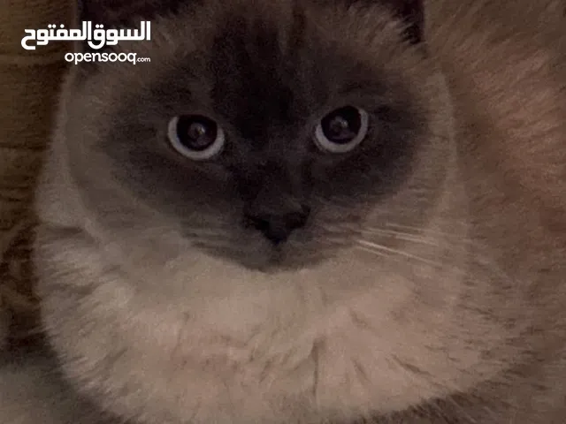 بريتيش بلو بوينت