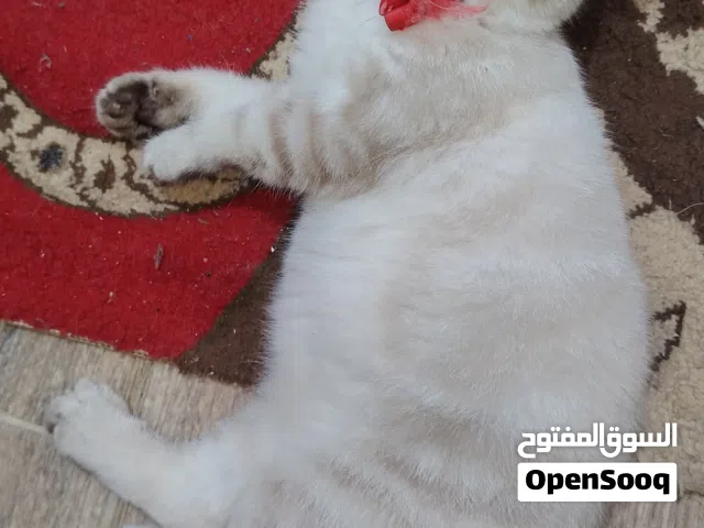 السلام عليكم ورحمة الله وبركاته تابعو واصف الإعلان