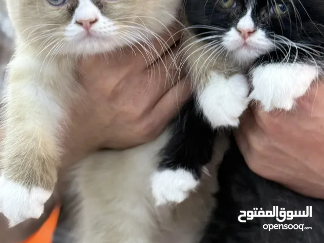 هملايا نثيه وباندا ذكر العمر شهرين
