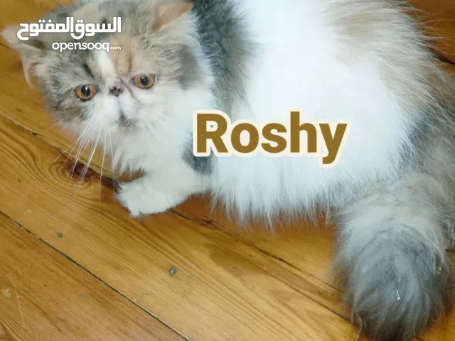 انثي فإن كاليكو براون