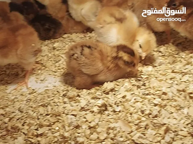 كتاكيت للبيع