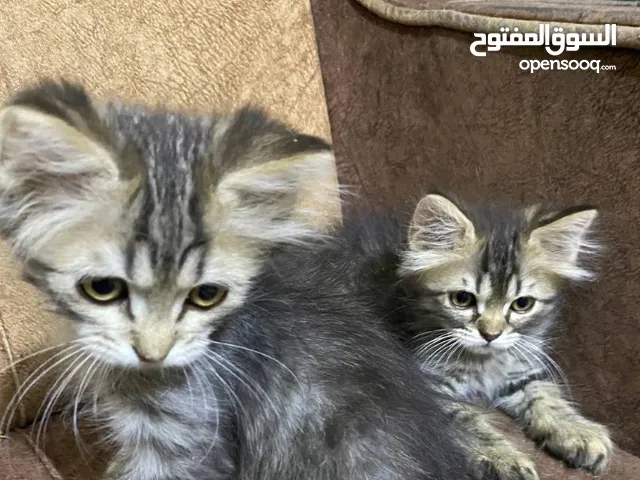للبيع: قطان صغيران ذكر لطيفان بجمال فائق العنوان كربلاء - حي الغدير - شارع 60