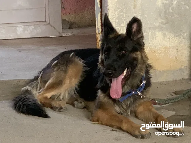 انثى جيرمن شيبرد لونك هير وورك لاين للبيع
