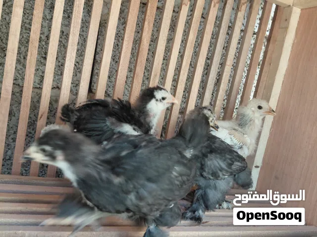براهما عملاق تلجي وبراهما اسود