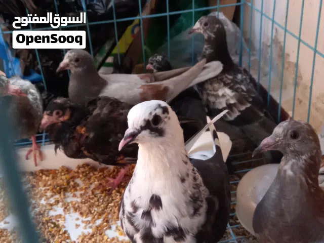 افراخ حمام للبيع