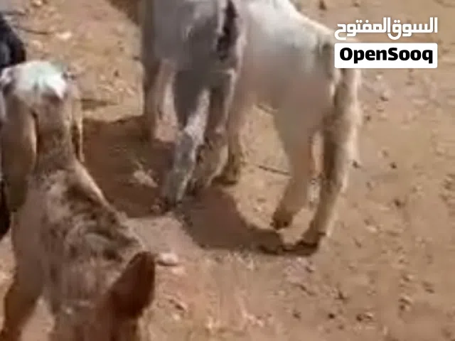 ماعز للبيع
