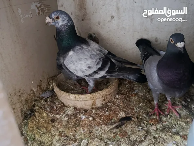 موجود حمام كش وزق مشكلات بحدود 80طير موجودات جبل الحسين