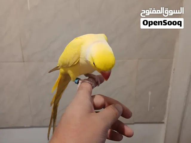 درة اصفر مطوق +درة ابيض عمر 35 يوم + جوز حب مع خمس فراخ + جوز حب ابيض + روز