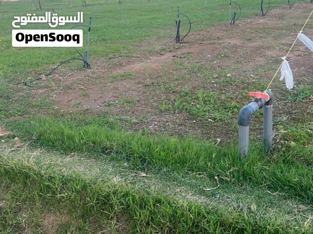 Farm Land for Rent in Buraimi Mahdah