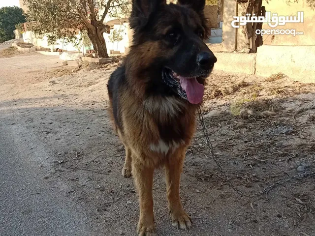 ذكر جيرمن شيبرد عمره سنه وشوي بلاك فيس