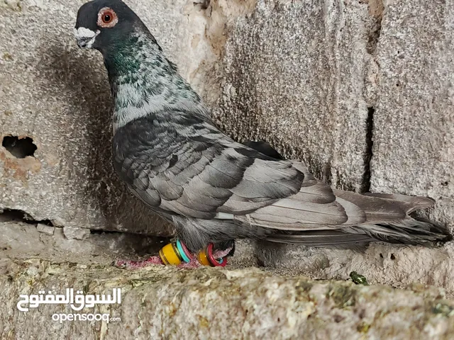 فحل قرقاطي لابيع