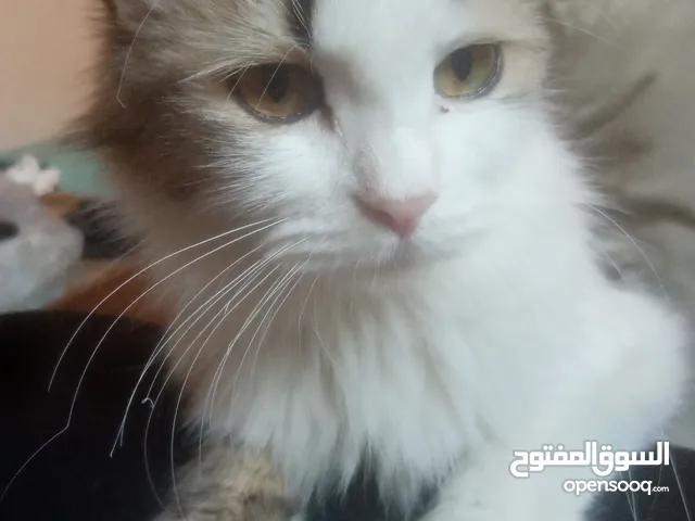 قطط للتبني