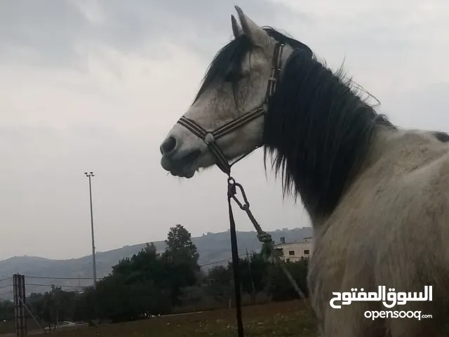 خيول عربية اصيلة للبيع : سوق الخيل : احصنه احصنه : بيع الخيل في الاردن