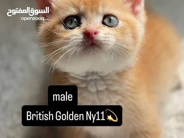 ذكربرتش جولدنNy11