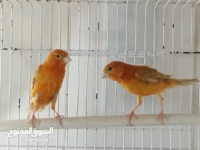 سبعة حبات مشمشي