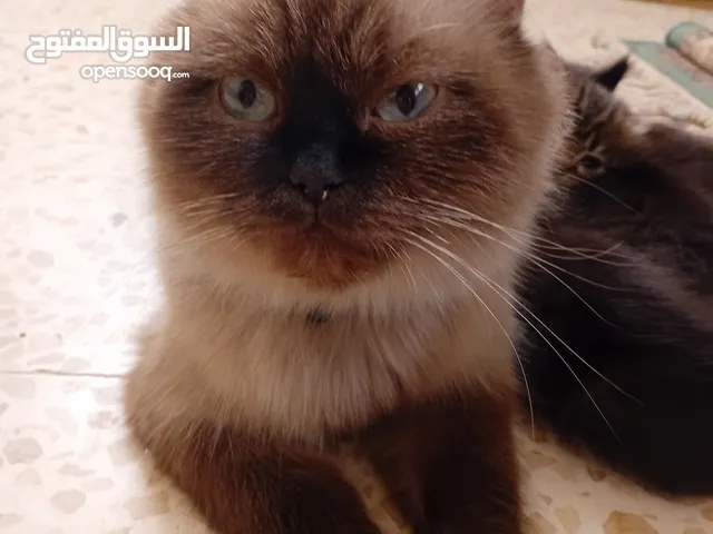 همالايا تشوكلت مع 4 صغار برضعو عمرهم شهر ونص للبيع ب50 مع الصغار ومع كل أغراضها
