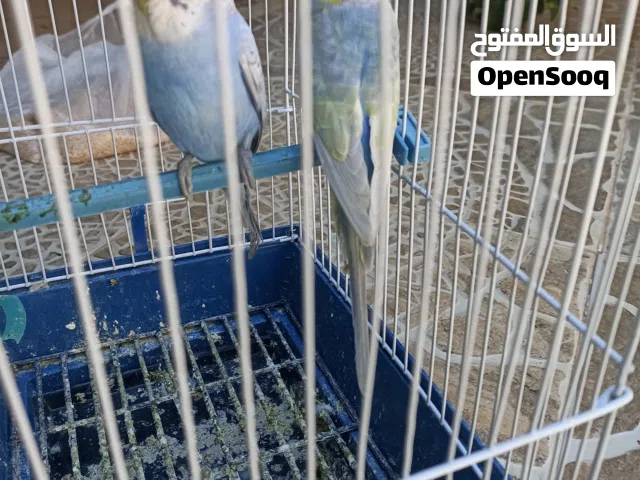 كوبية بقلينة تركيب جديد