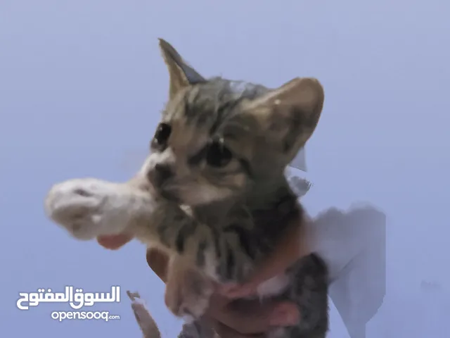 very friendly straight at baby stray cat needs a new home for free