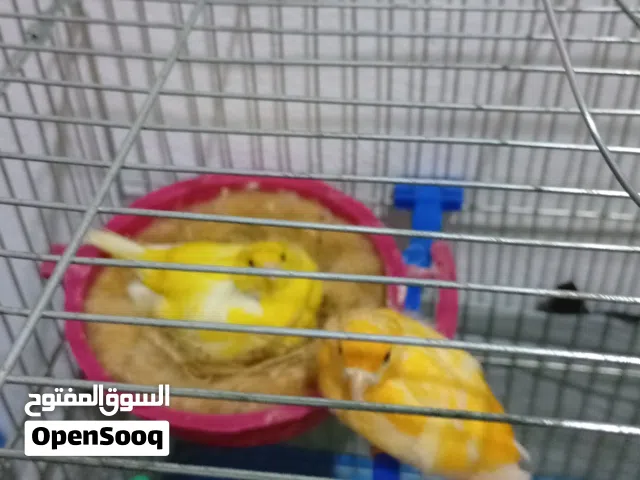 جوز كنار اربد لواء الكوره كفر عوان