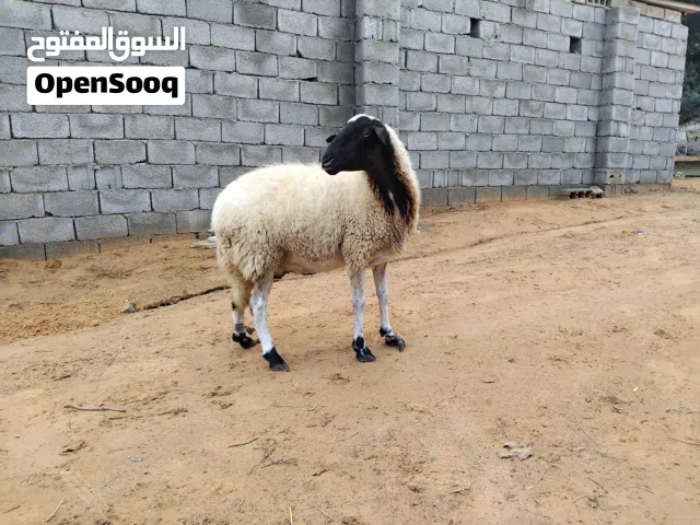 السلام عليكم