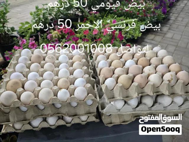 بيض جديد للأكل او الفقاسات