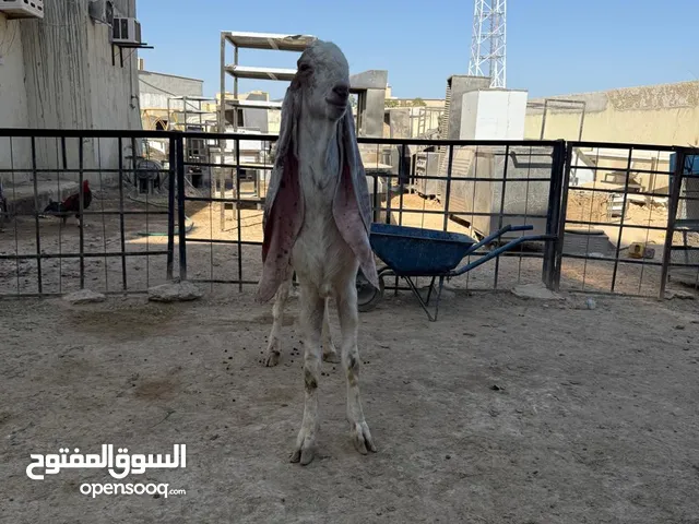 حجازی goat