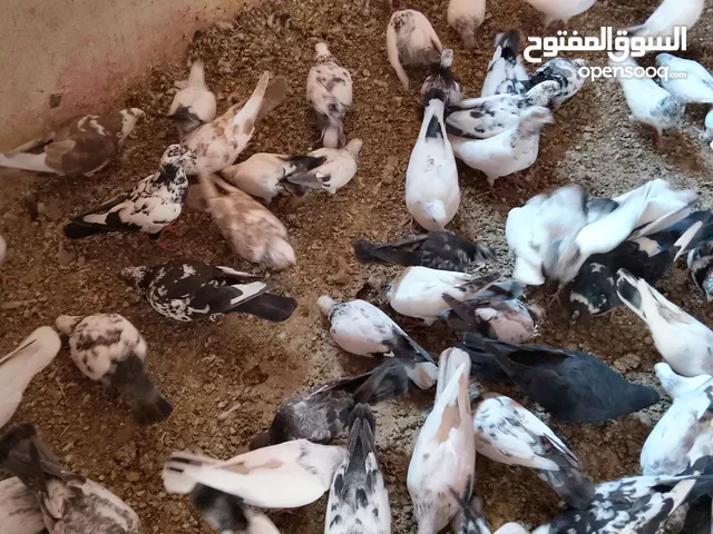 حمام باكستاني وحمام قطايف