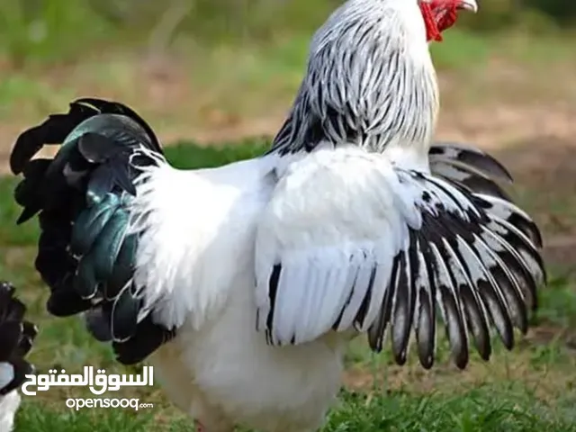 صوص ساكس المعروف بغزارة البيض عمر شهر ونص عدد 47 البيع كوم كامل