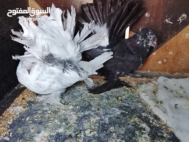 الموقع الرياض الدخل المحدود العريجه