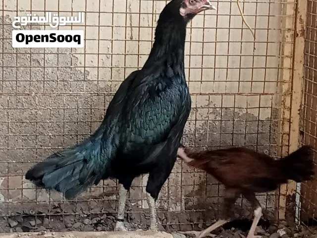 دجاجه باكستانيه