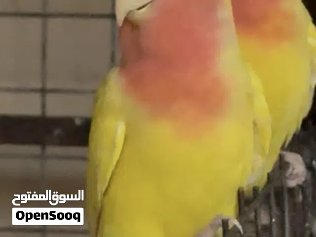 روز محلي تابع الوصف