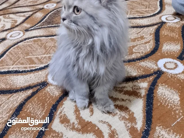 قطه للبيع انثى اليفه