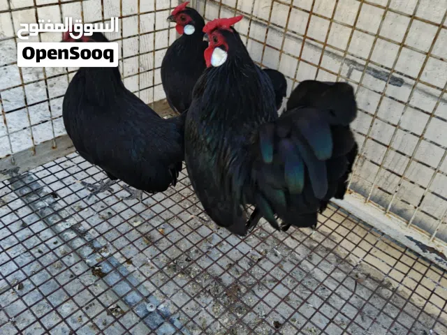 متااااااااااااح طقم بلتم محلق اسباني و12 حبه برهمه بف أصفر و 6 حبات كوشن فطبول عمرهم 4 شهور الله يبا