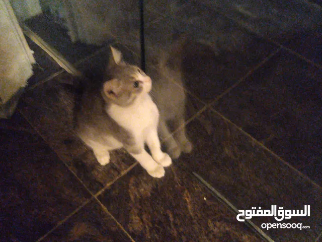 قطة مكس للبيع