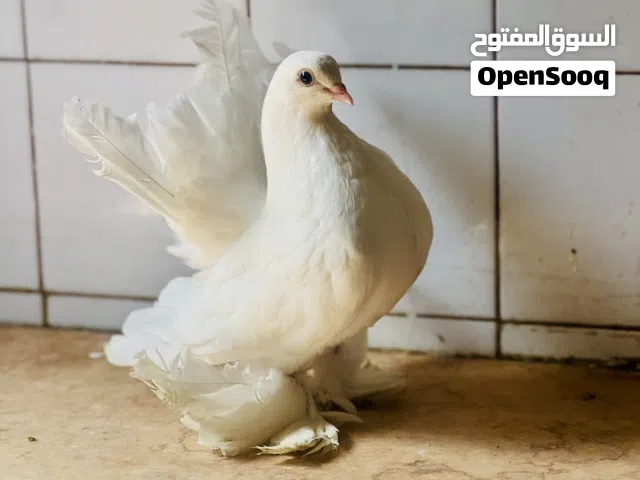 انتايه روسي ع 3 ريشات