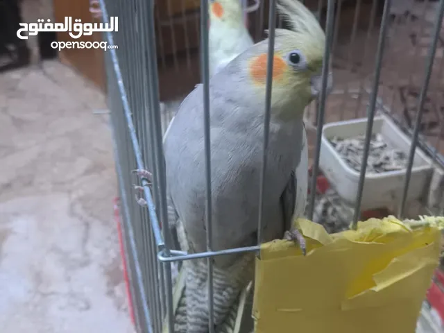 طيور كوكتيل عدد 3 مع القفص بحاله ممتازه بالصلاه ع النبي بسعر جدآ طري