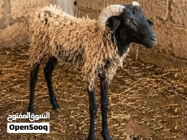 دبح وسلخ وتقطيع علي اربعه