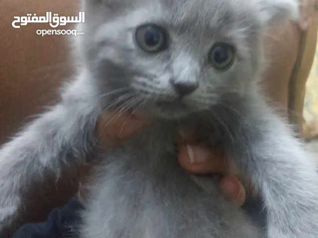 قطط للبيع عمر شهرين اثنين سكوتش فولد لون رمادي ،وانثى رمادي وابيض شانشيلا عمرين شهرين لعوبات حنونات