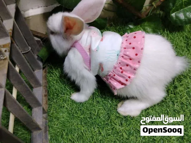 ارانب صغيره ونظيفه يتوفر خدمه توصيل اقفاص.. ارانب نظيفه وسليمه.. سعر الأرنب_ 30