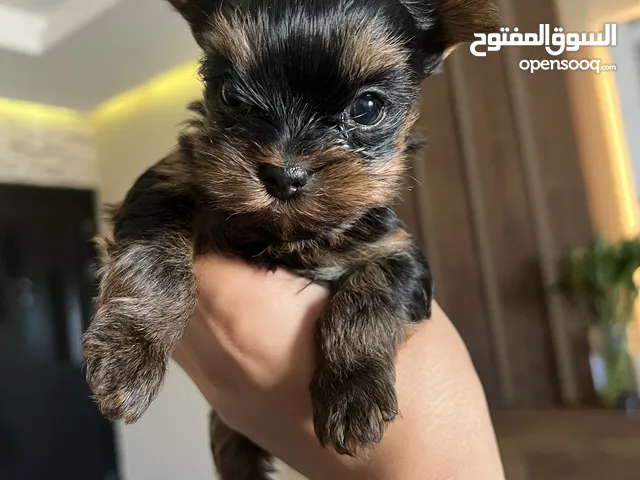 يوركشاير تي كب حجم صغير نثيه