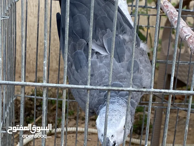 ببغاء زنجباري