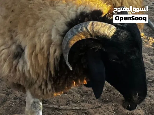 خروف للبيع