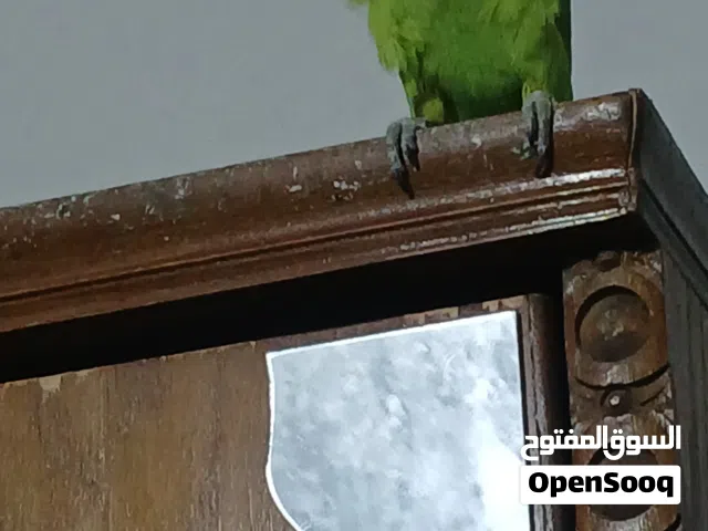 ببغاء الدره ذكر عمره سنه ونص تقريبا هادي ولطيف  للبيع