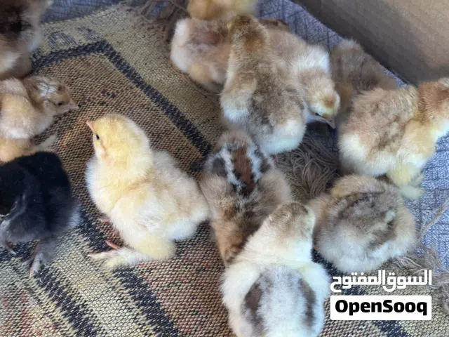 دجاج امريكي كوجن