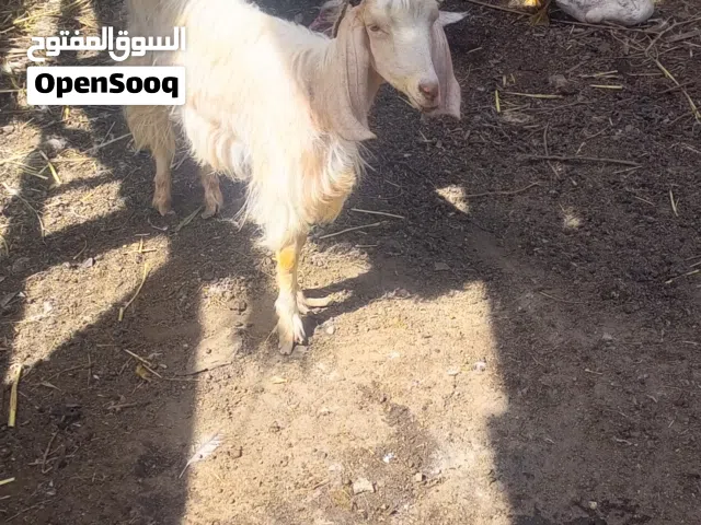 صخله للبيع